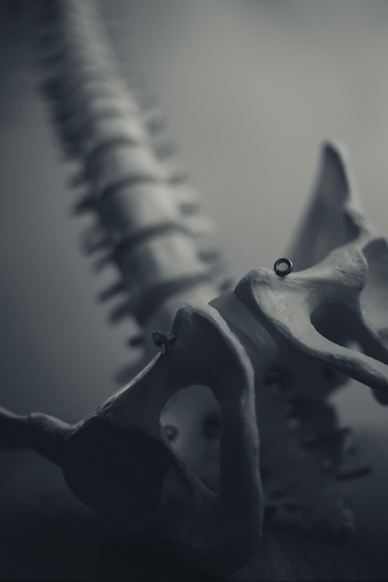 Modello anatomico del bacino — pavimento pelvico e vulvodinia, Centro Medico Gaia Udine